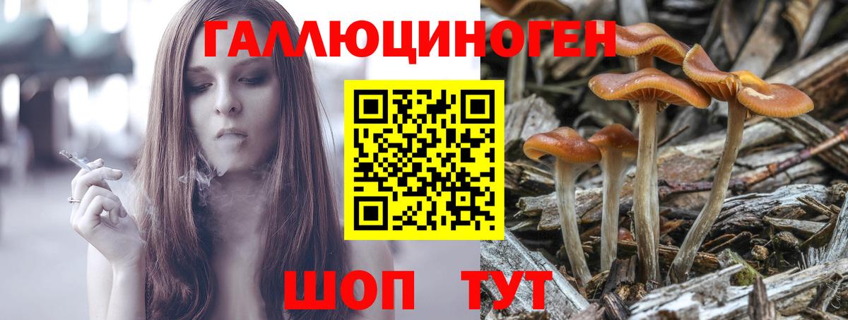 Губкинский  Псилоцибиновые грибы Cubensis  Галлюциногенные грибы Cubensis  Вход с VPN 